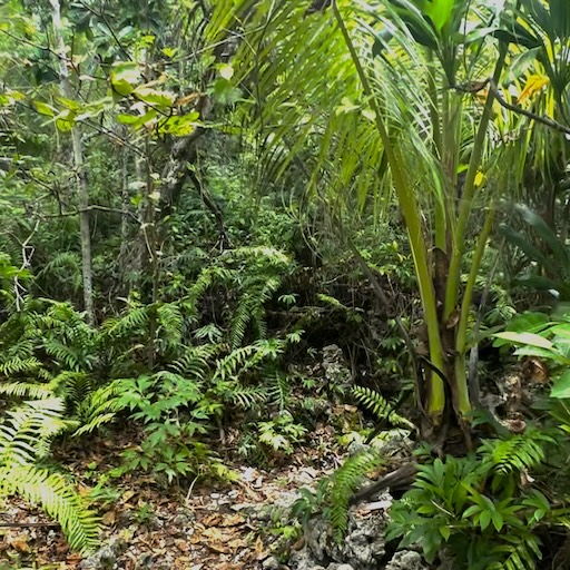 Jungle Path